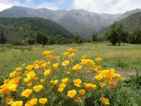 Пазл Эшшольция