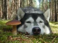 Пазл Это я нашел