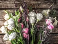 Пазл Эустома 