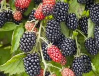 Пазл Ежевика 