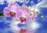 Пазл Фаленопсис