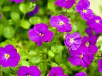 Пазл Фиалки