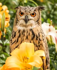 Пазл Филин и лилии