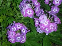 Пазл Флоксы