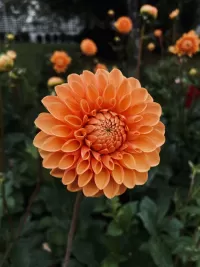 Пазл Георгин