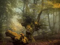 Пазл Forest