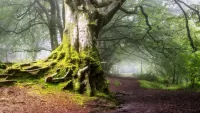 Пазл Forest