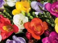 Пазл Фрезии