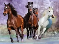 Пазл Галоп