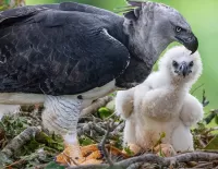 Пазл Гарпия с птенцом