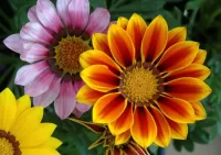 Пазл Гацания