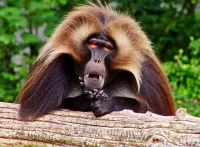 Пазл Гелада