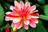 Пазл Георгин