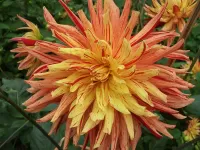 Пазл Георгин