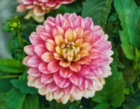 Пазл Георгин