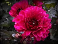 Пазл Георгин