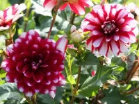 Пазл Георгины