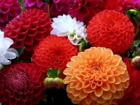 Пазл Георгины 