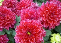 Пазл Георгины