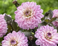 Пазл Георгины