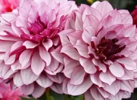 Пазл Георгины