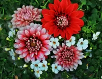 Пазл Георгины