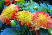 Пазл Георгины