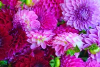 Пазл Георгины