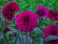 Пазл Георгины