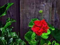 Пазл Герань