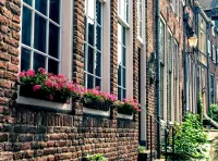 Пазл Герань на окнах