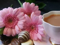 Пазл Гербера 