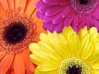 Пазл Герберы