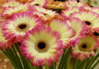 Пазл Герберы