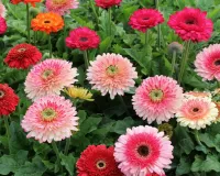 Пазл Герберы