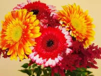 Пазл Герберы