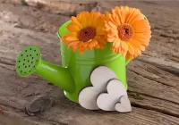 Пазл Герберы и сердечки