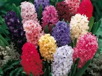 Пазл Гиацинты 