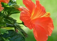 Пазл Гибискус