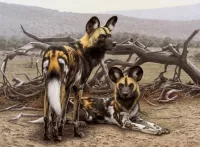 Пазл Гиеновидные собаки