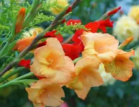 Пазл Гладиолусы 