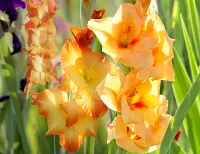 Пазл Гладиолусы