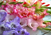 Пазл Гладиолусы 