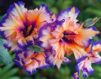 Пазл Гладиолусы 