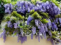 Пазл Глициния 