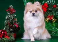 Пазл Год собаки