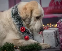 Пазл Golden Retriever