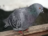 Пазл Голубь