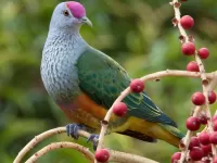 Пазл Голубь 