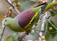 Пазл Голубь